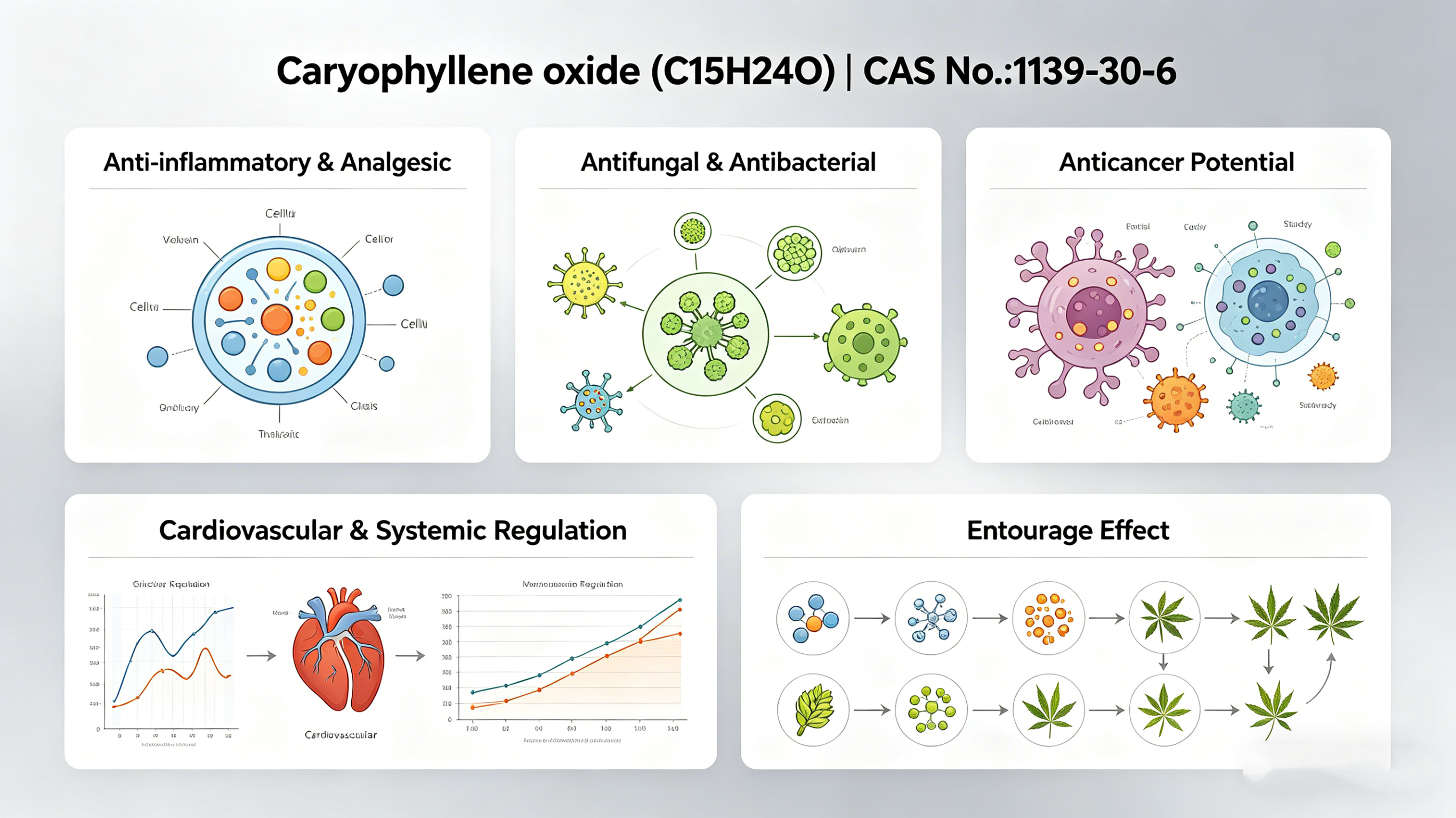 Caryophyllene oxide (C15H24O) Crystalline Powder Pharmacological Effects and Benefits